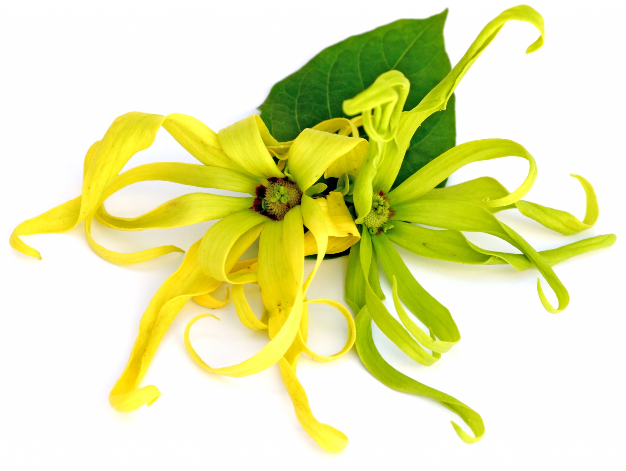 YLANG YLANG TREE ADDS A TOUCH OF CHANEL NO. 5 TO YOUR FLORIDA LANDSCAPE -  ArtisTree ArtisTree