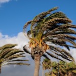 palms in wind