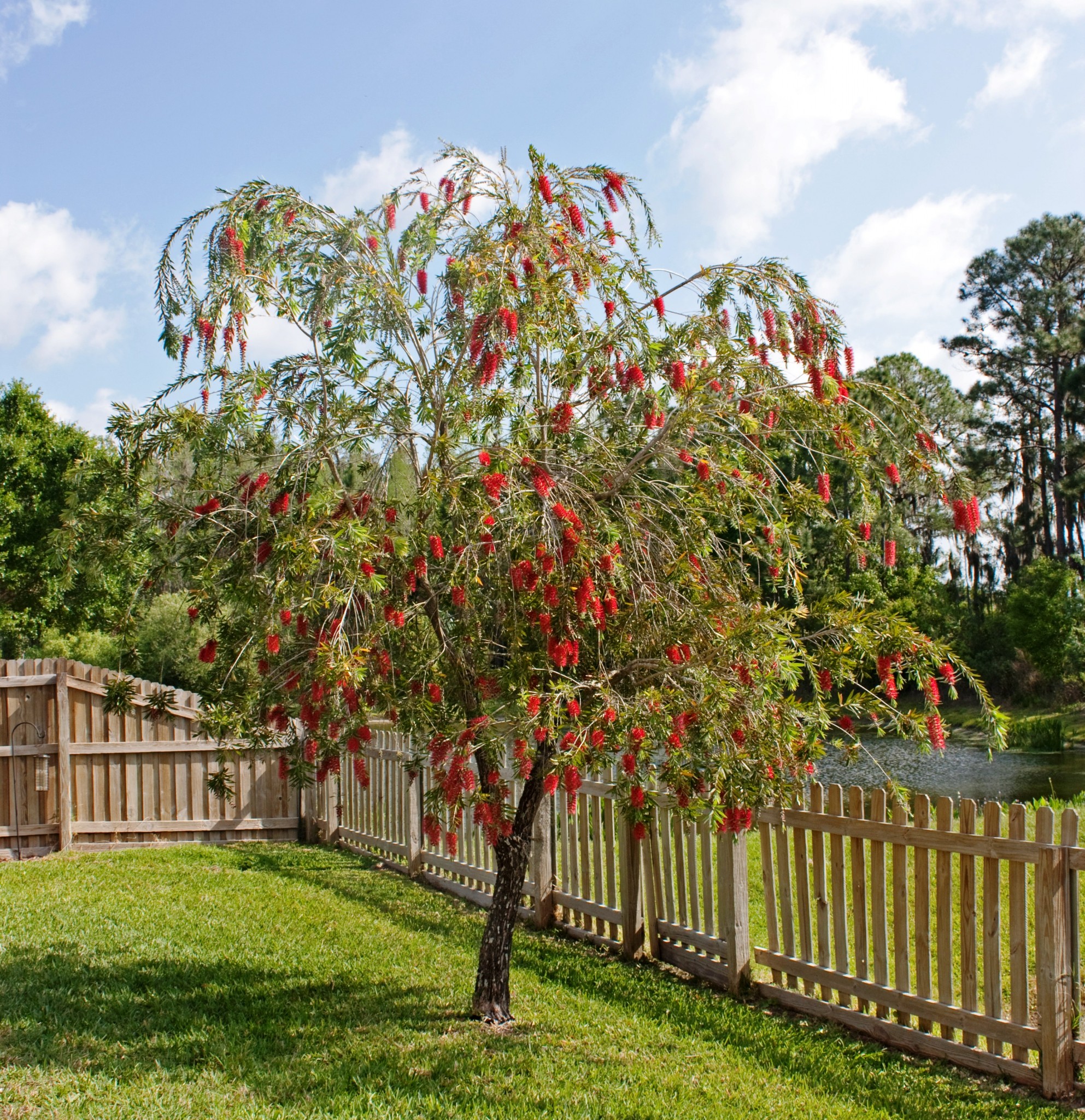 https://artistree.com/wp-content/uploads/2014/09/Red_bottlebrush_tree_in_Florida_crop.jpg