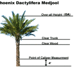 Medjool palm