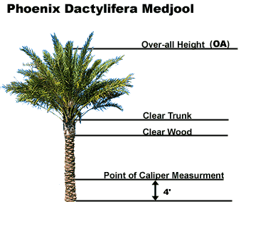 Medjool palm