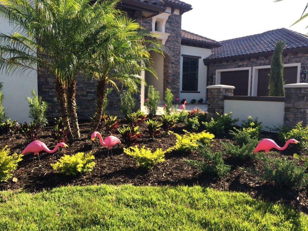 Flamingos in yard