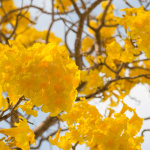 yellow tabebuia bloom