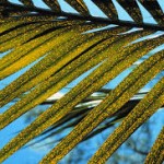 boron deficiency in palm frond
