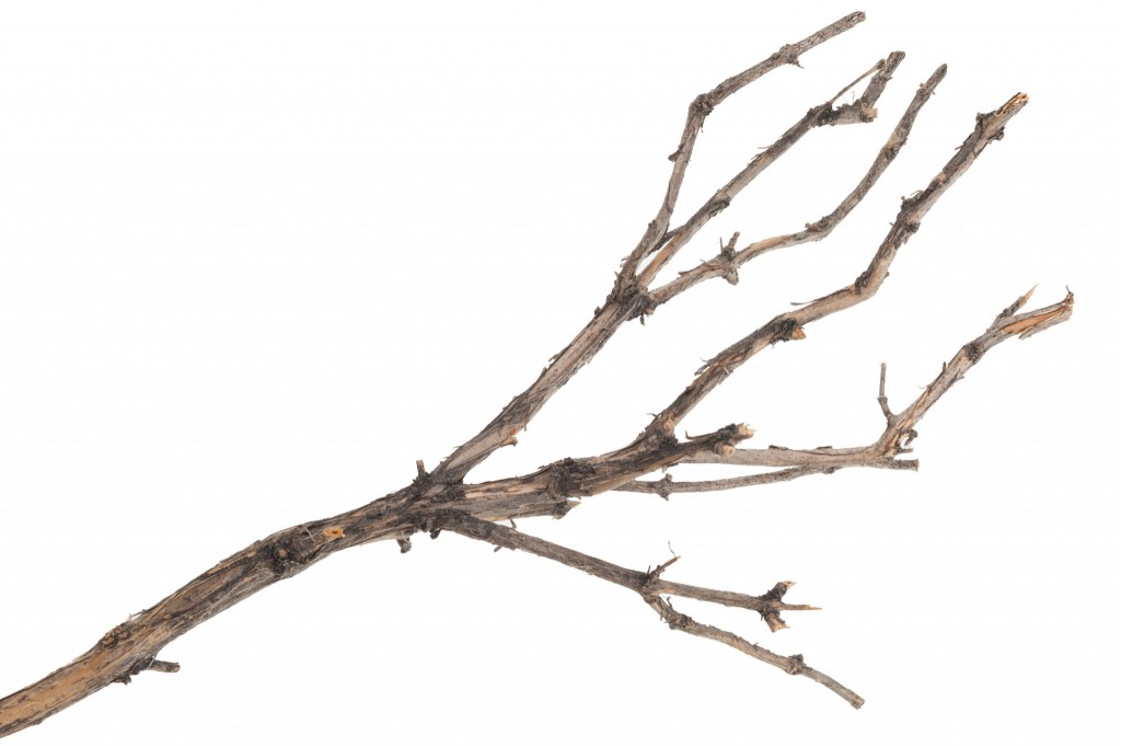 bare branch