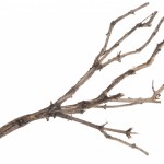 bare branch