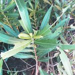 eaten oleander leaves