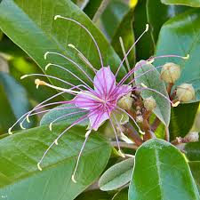 Jamaican Caper Perfect Hedge For Your Florida Landscape Artistree,Summer Drinks With Vodka