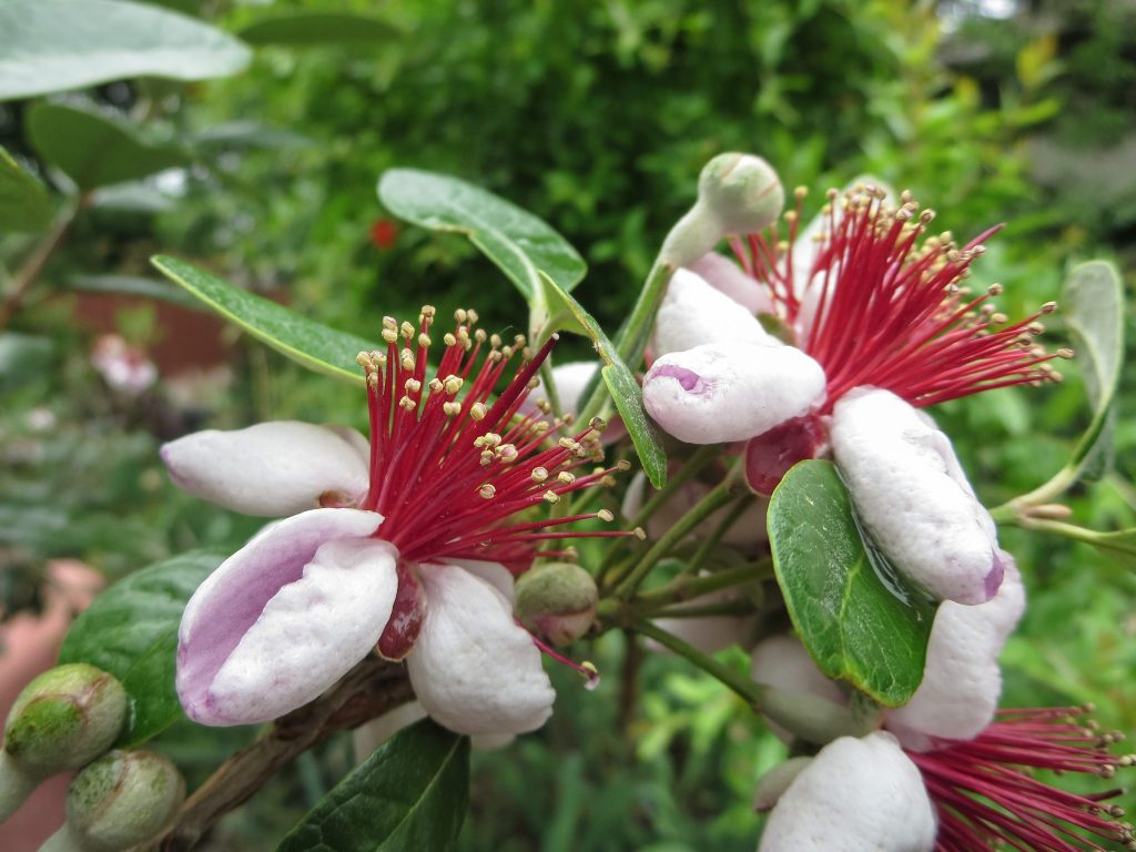 Pineapple guava flower