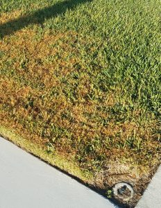stressed grass