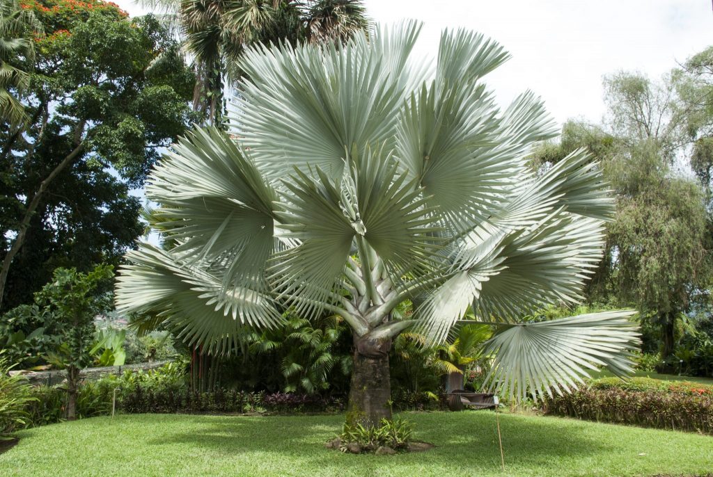 Silver Bismarck Palm