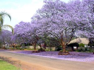 southwest florida purple-flowering plants