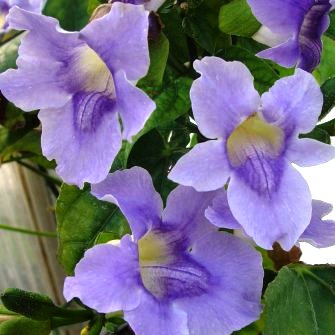 purple-flowering plants