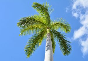 Cuban Royal Palm