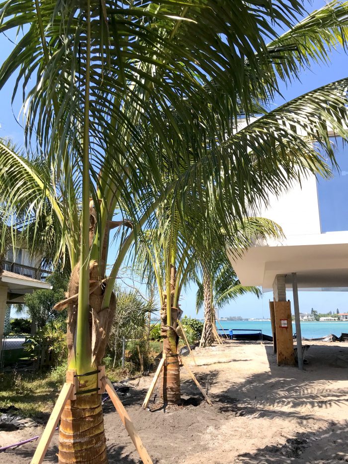 Maypan coconut palms grace a Siesta Key home in Sarasota, Florida.