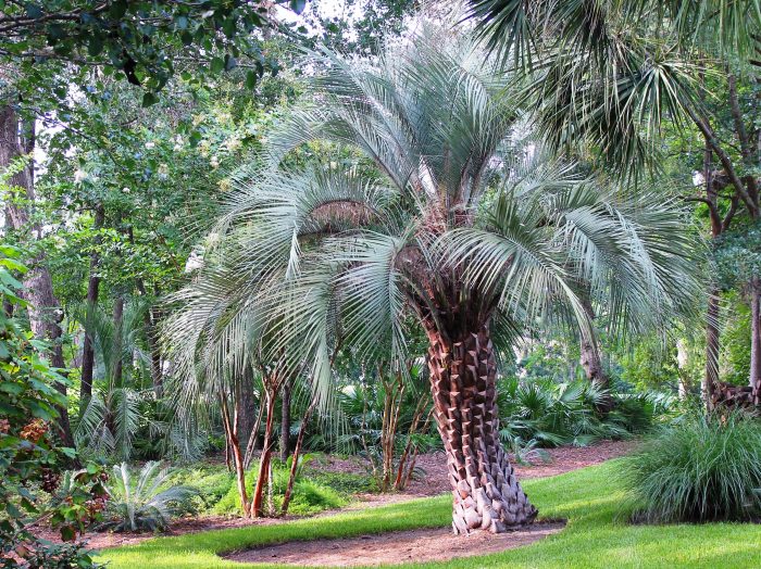 Florida pindo palms