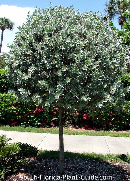 Silver Buttonwood Tree