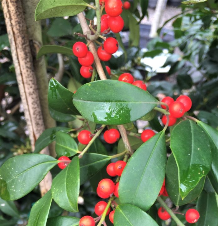 Eagleston holly berries
