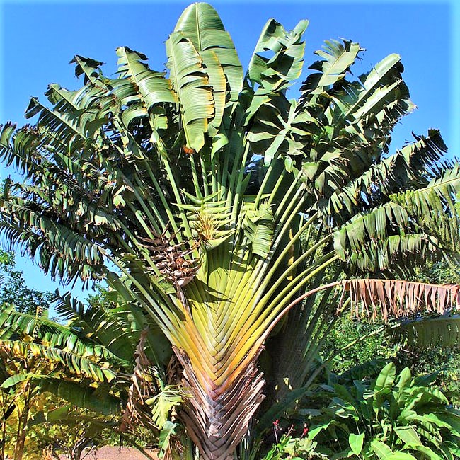 Florida Travelers Palm