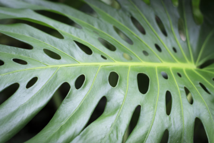 Monstera philodendrons