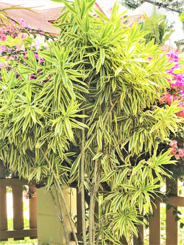 Dracaena Song of India plants Florida