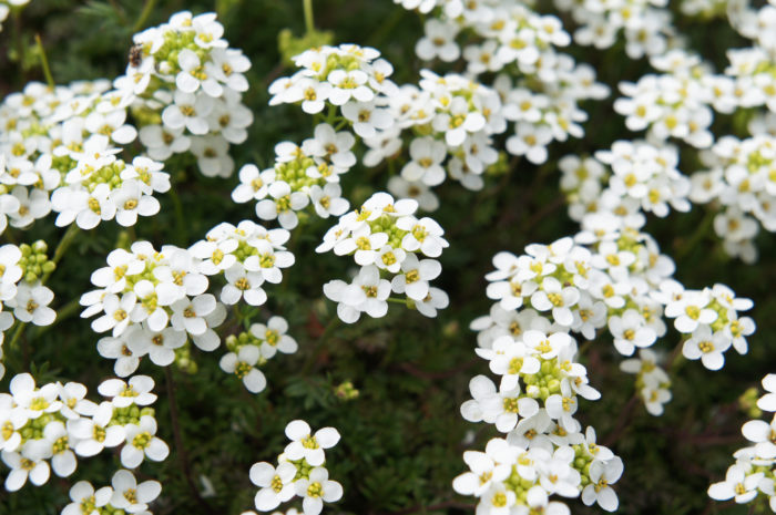 Sweet Alyssum white plantings are ideal for flowering ground cover. 