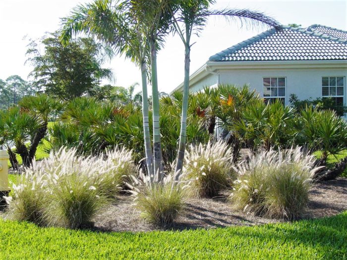 White Fountain Grass plantings are ideal around a large specimen plant. 