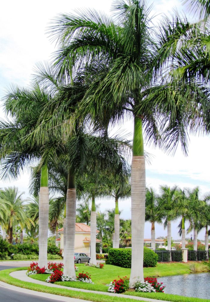 Cuban Royal palms Bradenton Florida