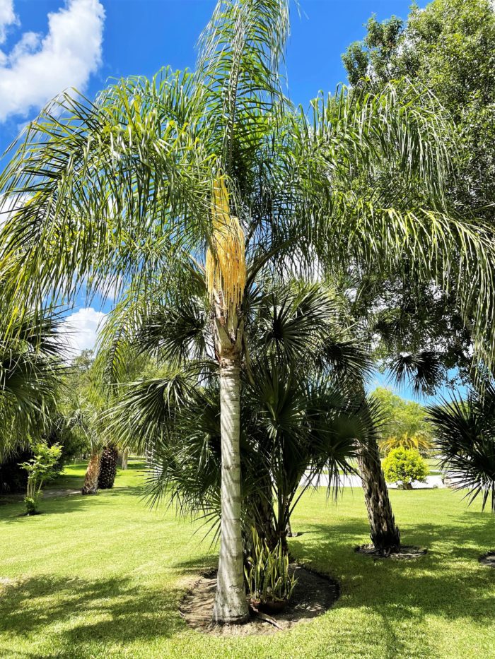 Florida queen palms at the park