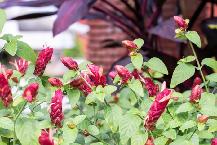 Red shrimp plants paired with crimson ti plants.