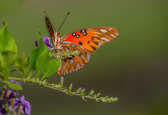 Golden Dewdrop butterfly