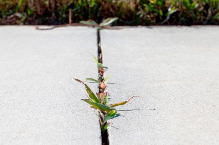 ArtisTree fixes unwanted crack grass