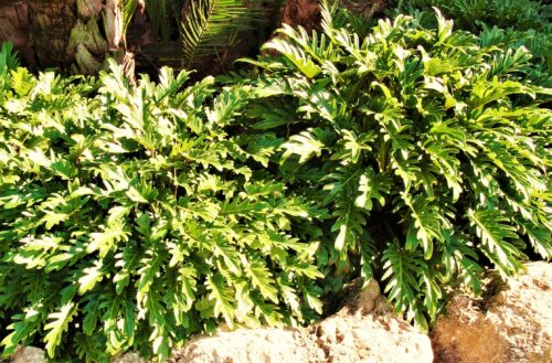 Xanadu Philodendron works best in a supporting role, say ArtisTree Plantopinions experts.
