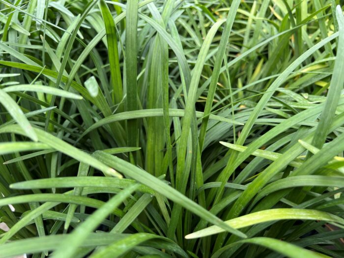liriope grass