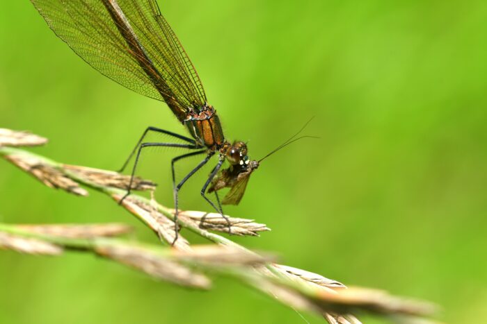 Florida dragonflies