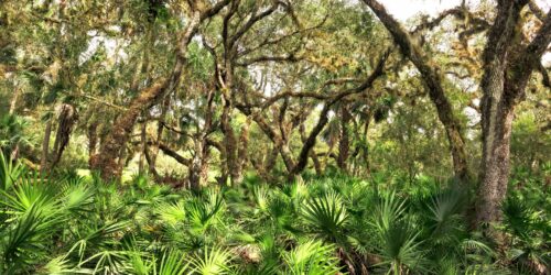 Florida’s state soil? You’ll never guess.