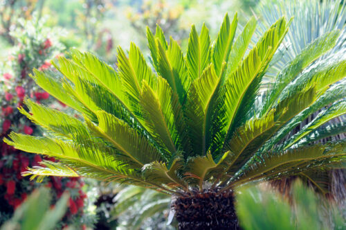 Sago palms in Florida: Know before you grow.