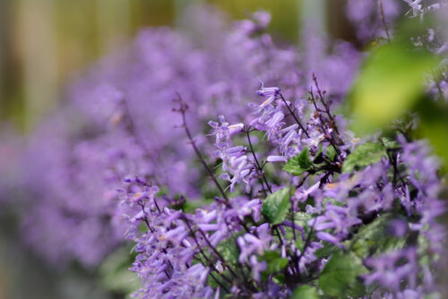 Mona lavender: Think outside the pot and grow as landscape shrubs.