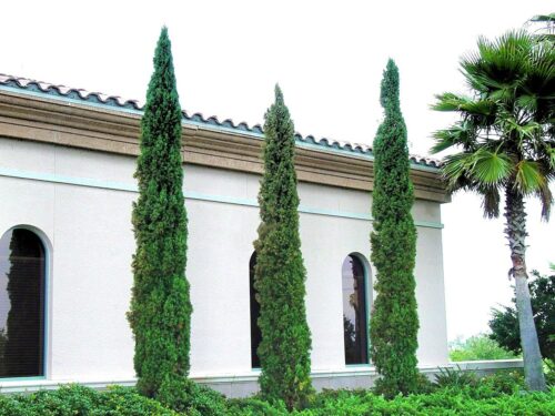 Italian cypress trees: Get the skinny from ArtisTree experts.