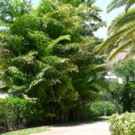 fishtail palms