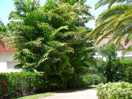 Fishtail palms planted in right spot will have you hooked.