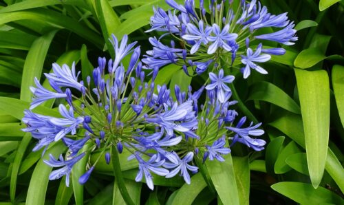 Agapanthus panned by ArtisTree Plantopinions experts.