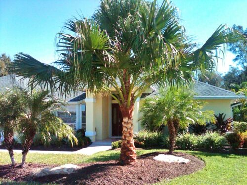 Chinese fan palms: The versatile utility players of SW Florida landscapes.